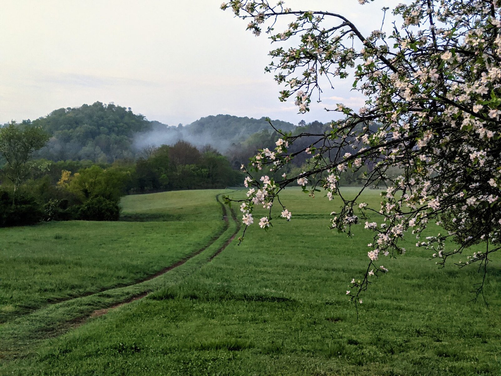 flower and fog